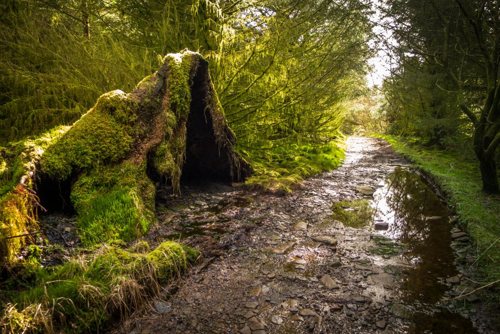A long fallen tree stump covered in moss on Sarn Helen Roman Road