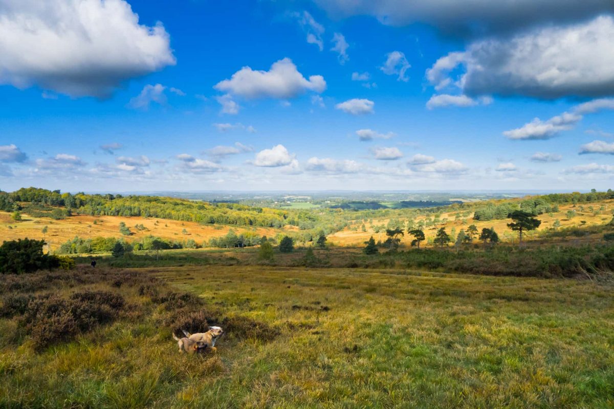 View looking north over Ashdown Forest not far from Pines Car park. Two border terriers running across the foreground.