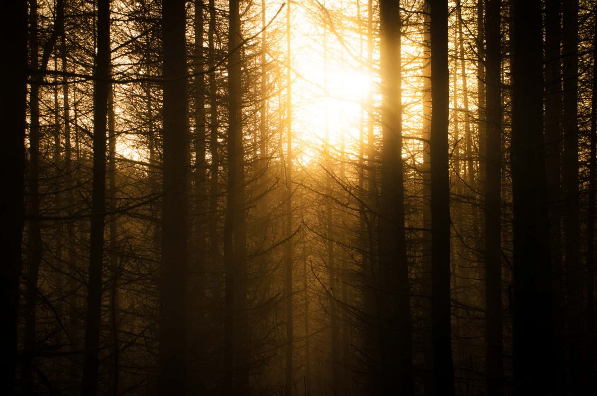 Winter sun sinks behind the silhouettes of a forest